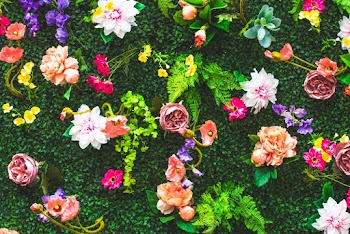 Assorted-color Petaled Flowers