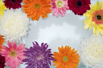 Assorted-color Petaled Flowers Floating on Water