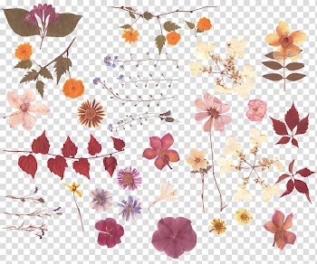 Assorted-color petaled flowers illustrations, Pressed flower craft Nosegay Flower bouquet, Dried leaves flowers transparent background PNG clipart
