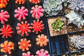 assorted-color succulent plants
