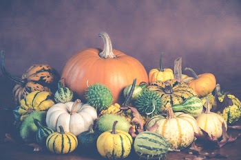 Assorted-colored Pumpkin and Squash Arrangement Wallpaper