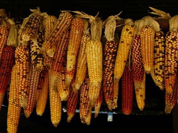 assorted corn stick lot