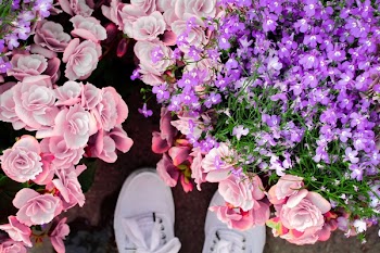 Assorted Flower Lot
