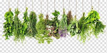 Assorted flower lot, Herb Spice Rosemary Thyme Ingredient, Herbs HD transparent background PNG clipart