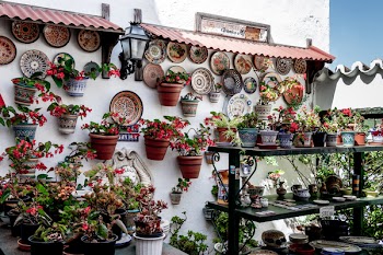 Assorted Flowers And Pot Plants
