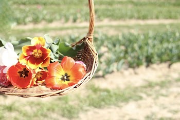 Assorted Flowers On Brown Wicker Basket