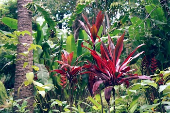 Assorted Green Plants