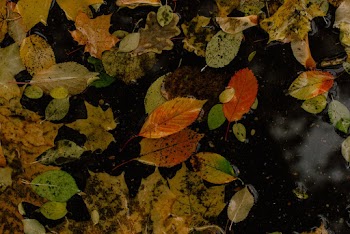 Assorted Leaves on Body of Water