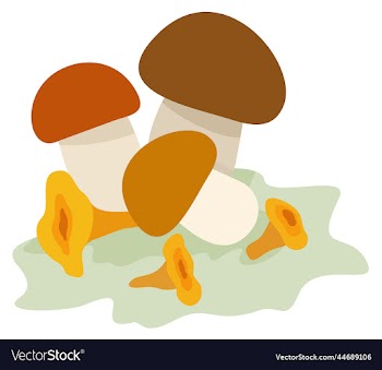 assorted mushrooms isolated
