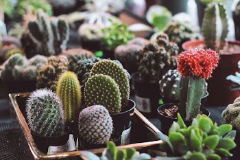 assorted potted succulent plants