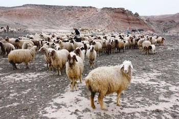 assorted sheeps