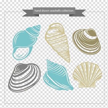 Assorted shells illustrations, Seashell Computer file, Seashells transparent background PNG clipart