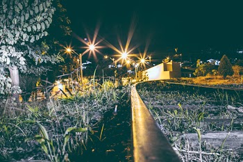 Assorted-type of Plants at Night