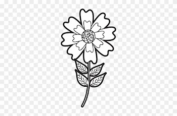 Aster Flower Natural Petal Leaves Stem - Zinnia