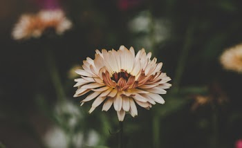 Aster Flowers 