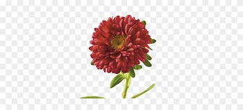 Aster Meaning Symbolism Teleflora, Natural Flower - Aster Flower Png