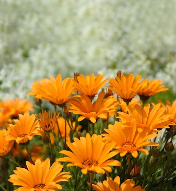 Asteraceae flower under sunshine