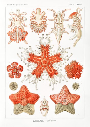 Asteridea&ndash;Seesterne from Kunstformen der Natur (1904) by Ernst H.. | Free public domain illustration - 2272221