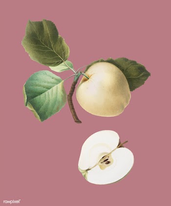 Astracan Apple from Pomona Italiana (1817-183.. | Free stock vector - 488194