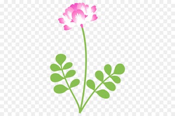 Astragalus sinicus Illustration Milkvetch Plants Flowering plant -  