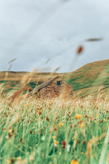 At home in the wildflower