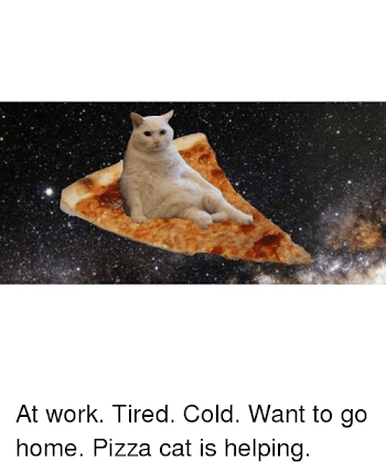 At Work Tired Cold Want to Go Home Pizza Cat Is Helping | Cats ...