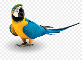 At Zupreem®, We Believe Feeding Pet Birds At Least - Zupreem Fruitblend Flavor Large Parrot Bird Food 35-lb