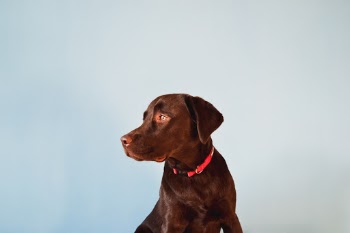Atena, chocolate lab.