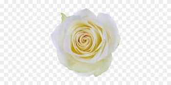 Athena Single Head Rose - Single White Rose Png