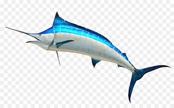 Atlantic blue marlin Royalty-free Clip art - Marlin Cliparts Outline 