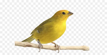 Atlantic canary Saffron finch Bird Pet Passerine - Bird 