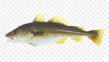 Atlantic cod Stockfish Alaska pollock Salmon - Atlantic Cod 
