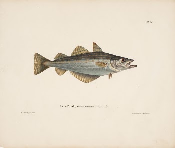 Atlantic pollock, 1836 - 1857, | Free Photo - rawpixel