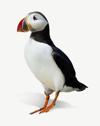 Atlantic puffin bird collage element | Free PSD - rawpixel