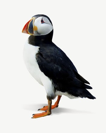 Atlantic puffin bird collage element | Free PSD - rawpixel