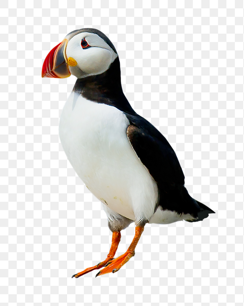 Atlantic puffin bird png sticker, | Free PNG - rawpixel
