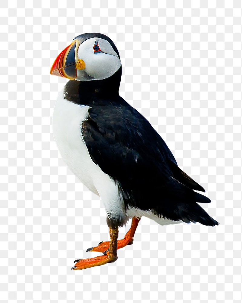 Atlantic puffin bird png sticker, | Free PNG - rawpixel