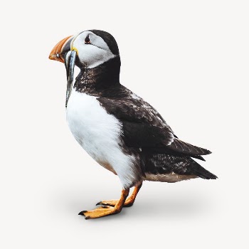 Atlantic puffin bird sticker, animal | Free PSD - rawpixel