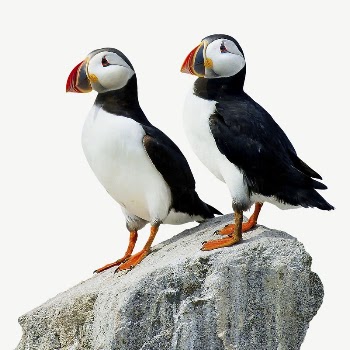 Atlantic puffin birds collage element | Free PSD - rawpixel