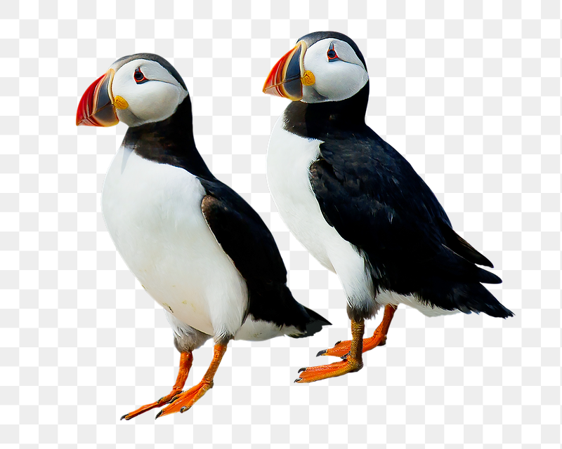 Atlantic puffin birds png sticker, | Free PNG - rawpixel