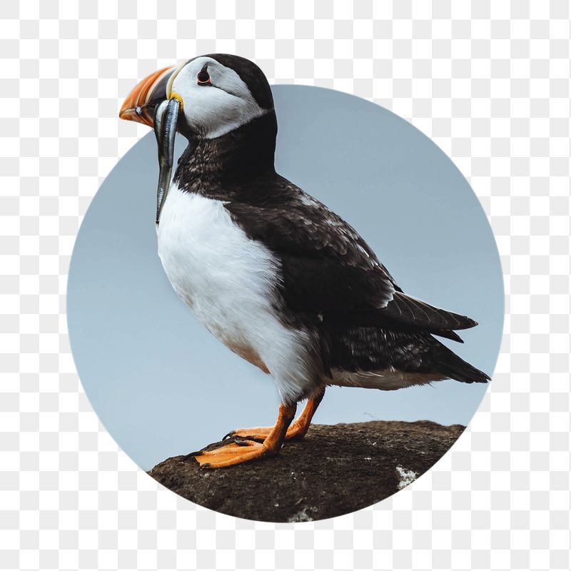 Atlantic puffin png bird badge | Free PNG - rawpixel