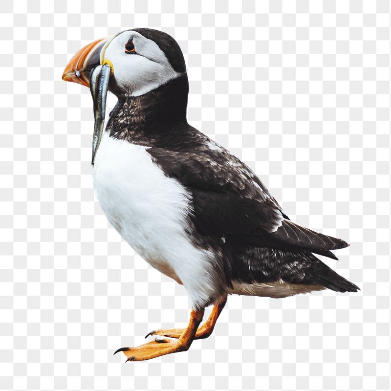 Atlantic puffin png bird sticker, | Free PNG - rawpixel