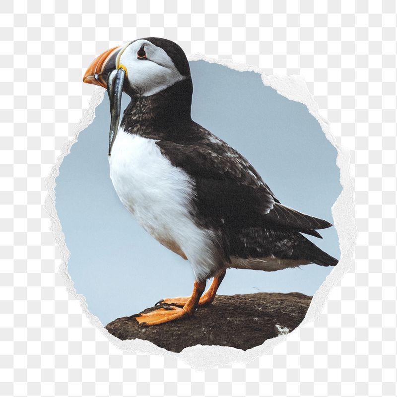 Atlantic puffin png bird sticker, | Free PNG - rawpixel