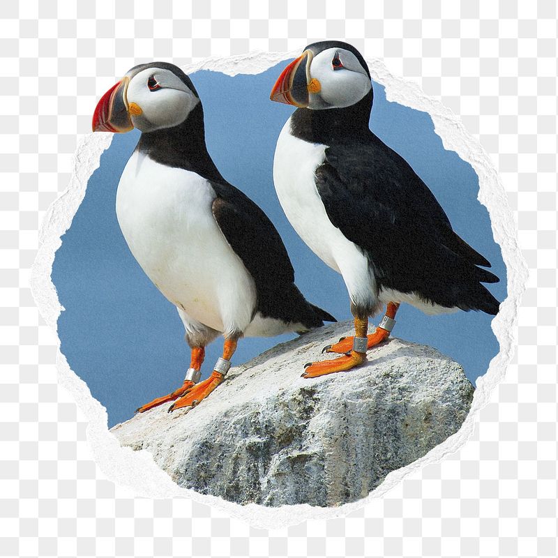 Atlantic puffin png birds sticker, | Free PNG - rawpixel