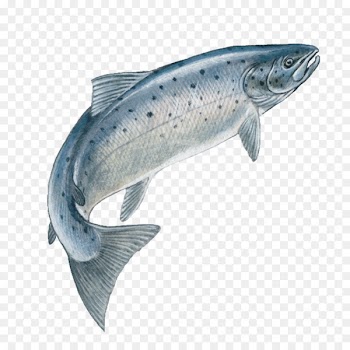 Atlantic salmon Drawing Trout Chinook salmon - fish jumping 