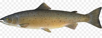 Atlantic salmon Salmonids Fish farming - Cute Salmon Cliparts 