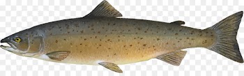 Atlantic salmon Sockeye salmon Chum salmon Brown trout Smoked salmon - SALMON 