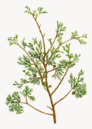 Atlantic white cypress branch | Free stock vector - 568301