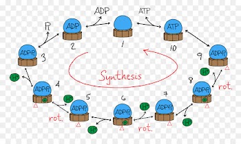 ATP synthase Adenosine triphosphate Chemical synthesis F-ATPase - atp ecommerce 