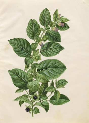 Atropa belladonna (hollyberry) by Maria | Free Photo - rawpixel